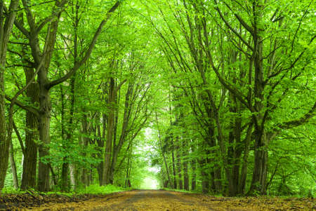 landscape of young grey forest with green trees, nature seriesの写真素材