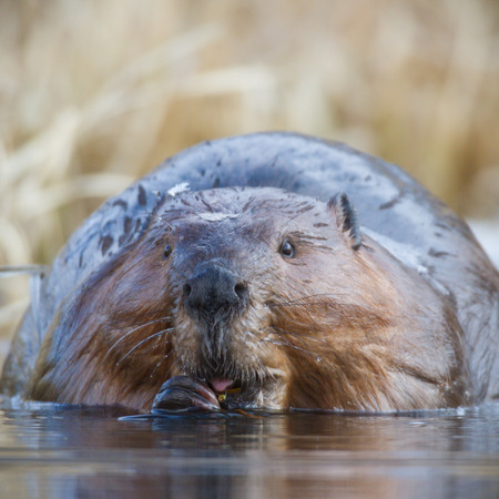 shot of a wild beaver near lake, nature seriesの写真素材