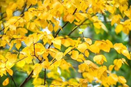 autumn background with colored leaves, nature series