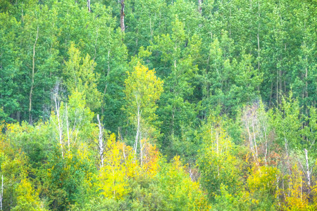 plants for natural background, nature series