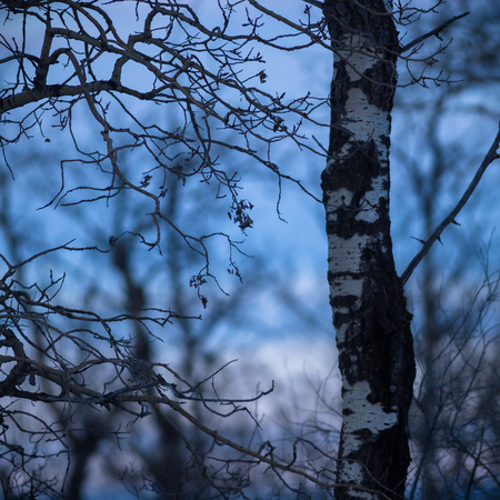 old tree  branches on color background with blue sky, nature seriesの写真素材