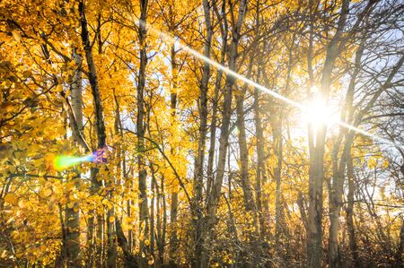Sunlight in the green forest, nature seriesの写真素材