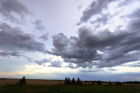 winter landscape of young grey forest with bright blue skyの写真素材
