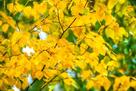 autumn background with colored leaves, nature seriesの写真素材