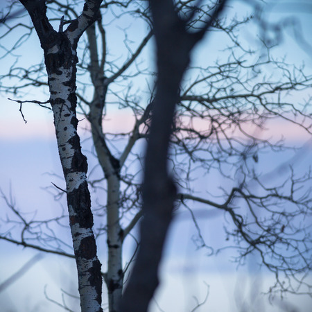 old tree  branches on color background with blue sky, nature seriesの写真素材