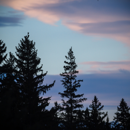 old tree  branches on color background with blue sky, nature seriesの写真素材