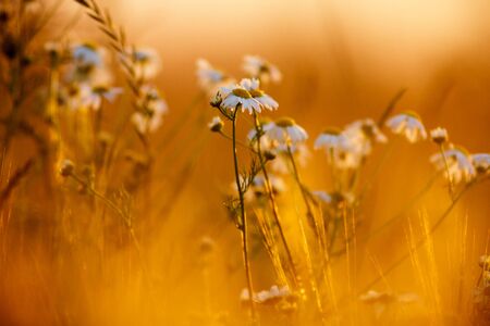 flowers as a colorful background, macro photo, nature seriesの写真素材
