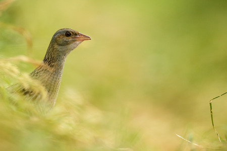 wild bird in natural habitat, nature seriesの写真素材