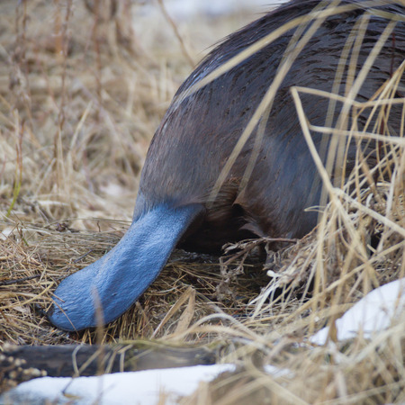 shot of a wild beaver near lake, nature seriesの写真素材