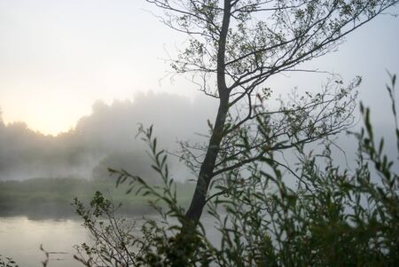 landscape with natural fogy river, nature seriesの写真素材