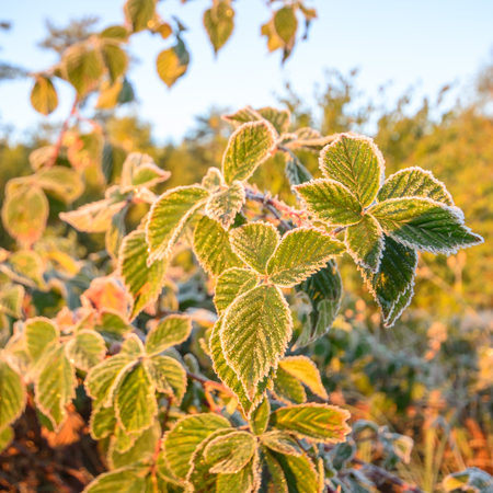 frozen wild plants for natural background, nature series