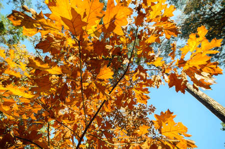 natural background with colored leaves, nature seriesの写真素材