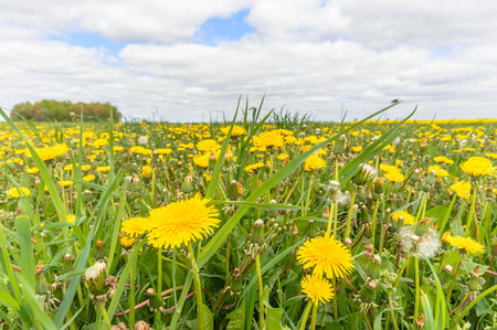 flowers as a colorful background, nature seriesの写真素材