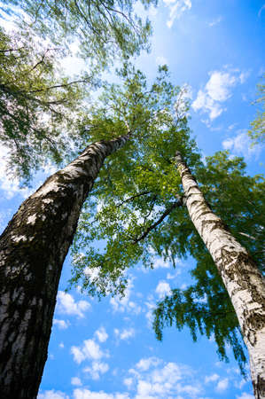 morning fog over a meadow, nature seriesの写真素材