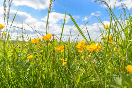 natural green colorful rural meadow, nature seriesの写真素材