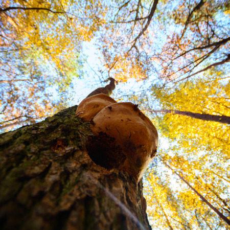 old big tree on color background with blue sky, nature series