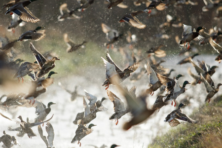 many birds in their natural habitat, nature series