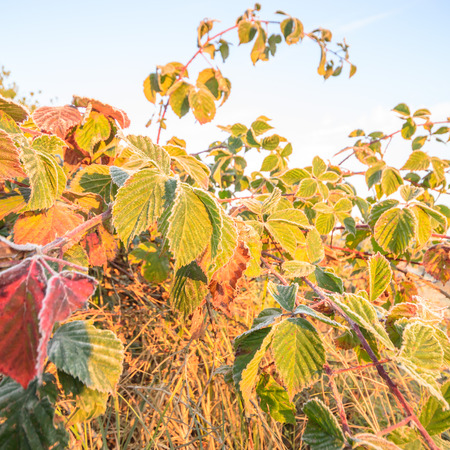 frozen wild plants for natural background, nature series