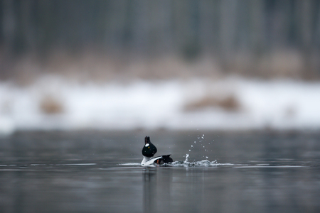 many birds in their natural habitat, nature series