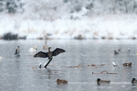 wild bird in natural habitat, nature seriesの写真素材