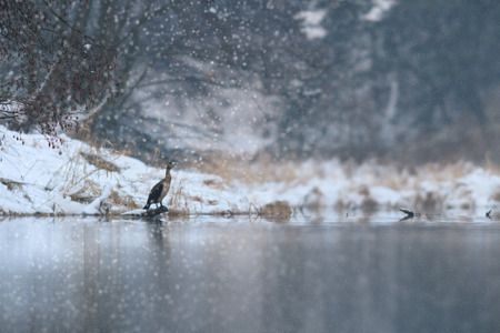 wild bird in natural habitat, nature seriesの写真素材