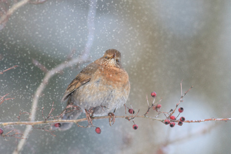 wild bird in natural habitat, nature seriesの写真素材