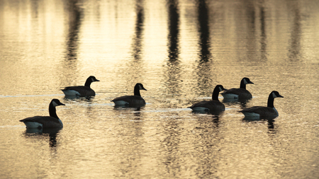 many birds in their natural habitat, nature seriesの写真素材