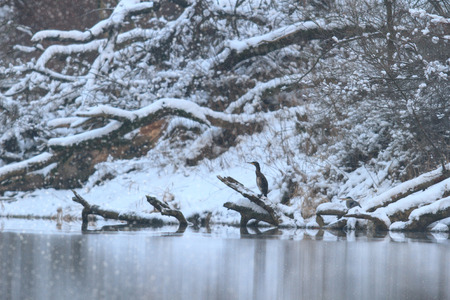 wild bird in natural habitat, nature seriesの写真素材