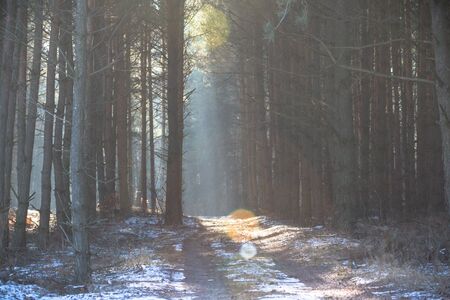 sunlight in the green forest, nature series