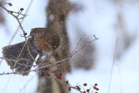 wild bird in natural habitat, nature seriesの写真素材