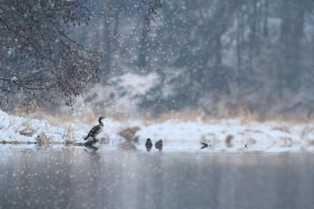 wild bird in natural habitat, nature seriesの写真素材