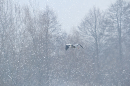 wild bird in natural habitat, nature seriesの写真素材