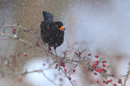 wild bird in natural habitat, nature seriesの写真素材