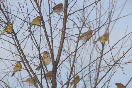 wild bird in natural habitat, nature seriesの写真素材