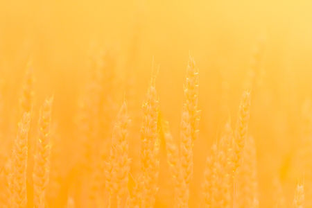field of golden wheat and blue sky, agricultural fieldの写真素材