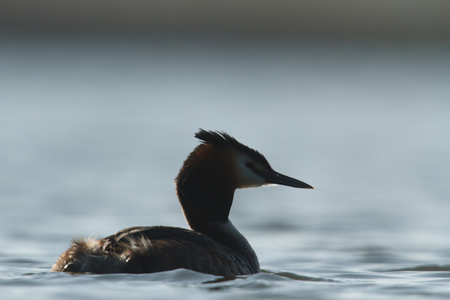 wild bird in natural habitat, nature seriesの写真素材