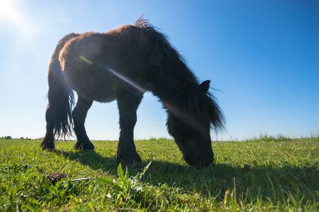 horse in a field, farm animals, nature seriesの写真素材