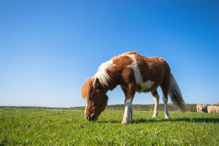 horse in a field, farm animals, nature seriesの写真素材