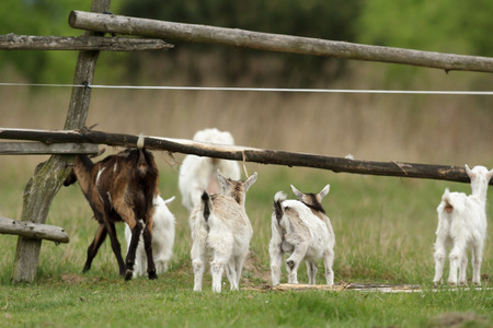 goat on summer pasture, nature seriesの写真素材