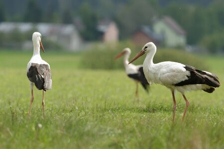 storks on green grass in sunny day, nature series