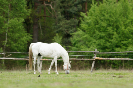 horse in a field, farm animals, nature seriesの写真素材