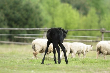 horse in a field, farm animals, nature seriesの写真素材