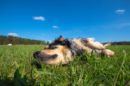 funny dog in sunny day, animals seriesの写真素材