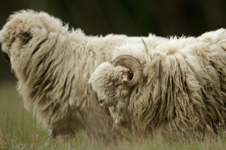 sheep on grass with blue sky, some looking at the cameraの写真素材