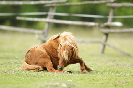 horse in a field, farm animals, nature seriesの写真素材