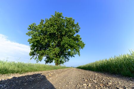 country road leading up to the horizon line , nature seriesの写真素材