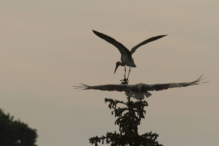 storks on green grass in sunny day, nature series