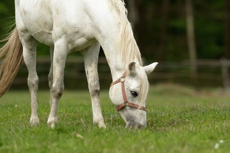 horse in a field, farm animals, nature seriesの写真素材