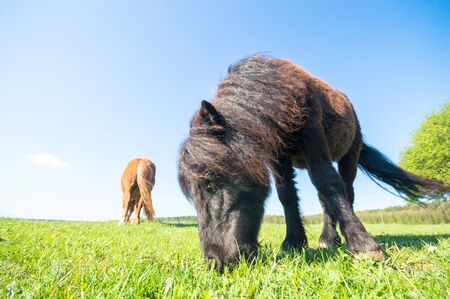 horse in a field, farm animals, nature seriesの写真素材