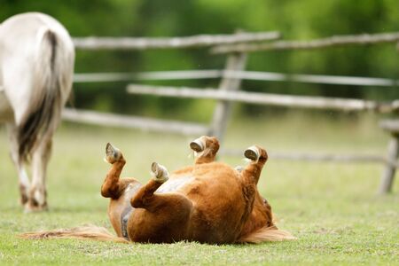 horse in a field, farm animals, nature seriesの写真素材
